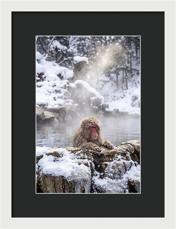 Asian Macaque In A Hot Spring