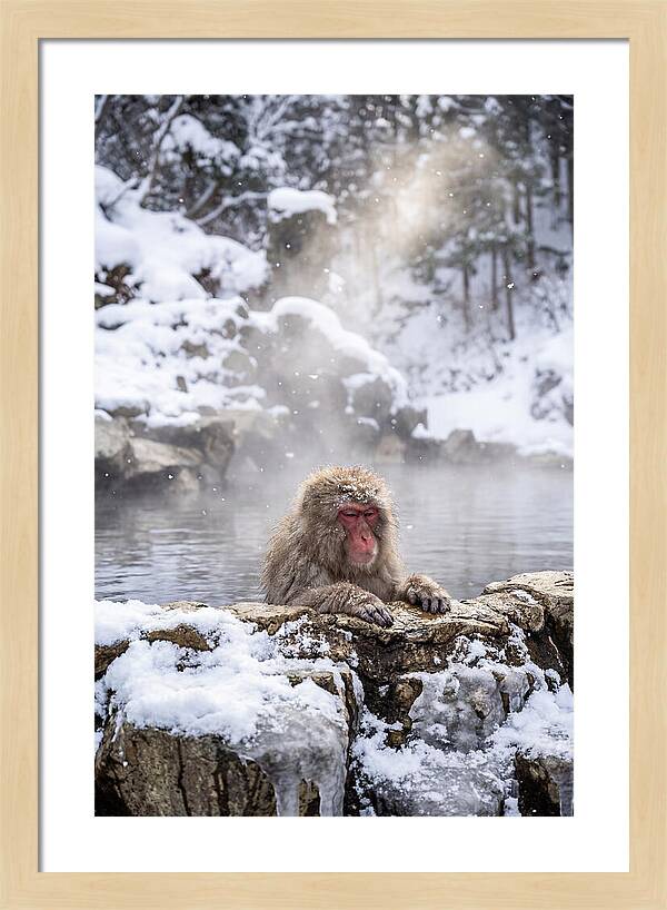 Asian Macaque In A Hot Spring