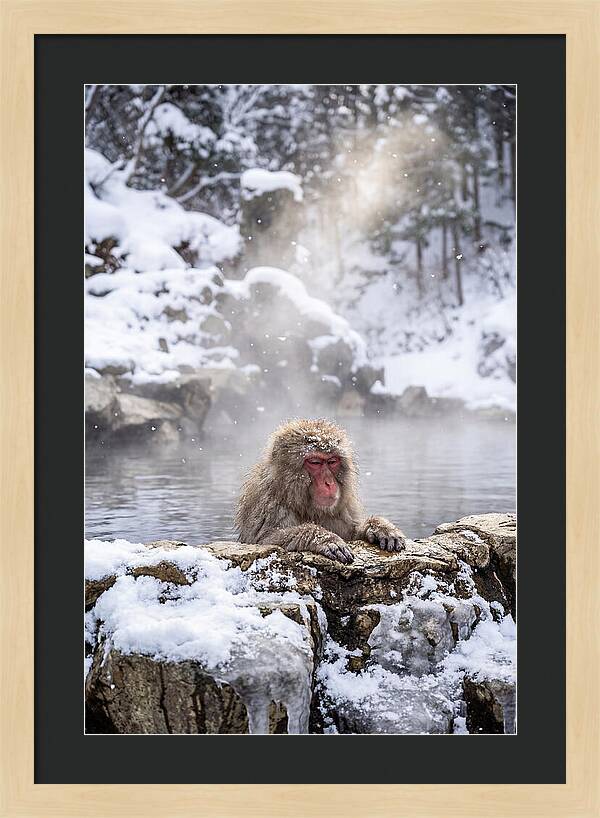 Asian Macaque In A Hot Spring