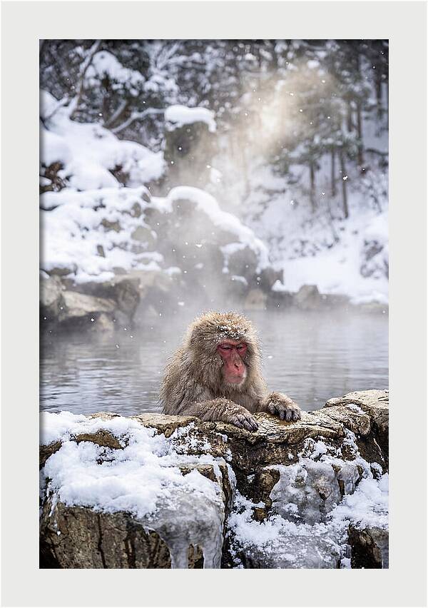 Asian Macaque In A Hot Spring