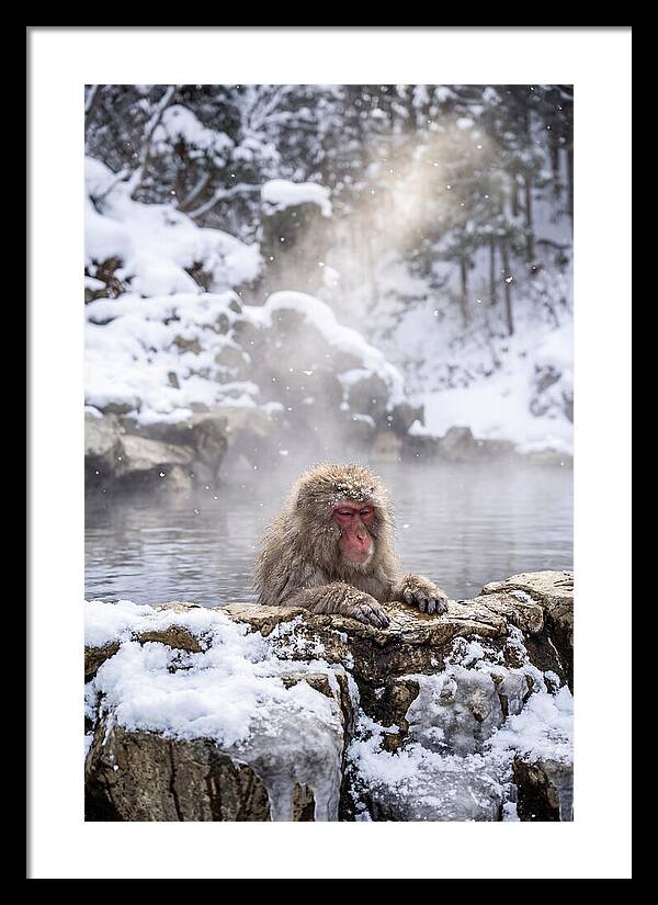 Asian Macaque In A Hot Spring