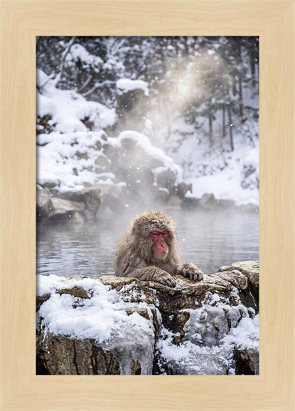 Asian Macaque In A Hot Spring
