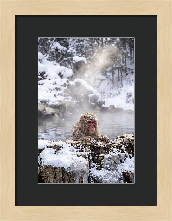 Asian Macaque In A Hot Spring