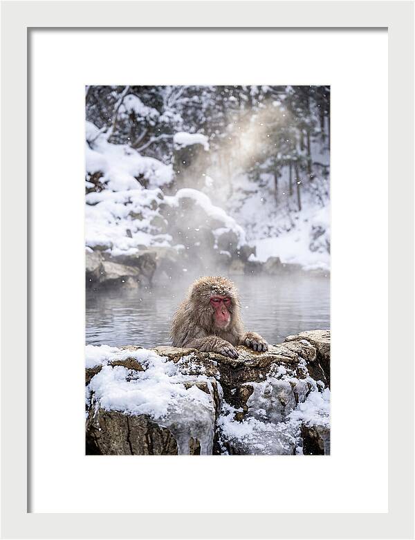 Asian Macaque In A Hot Spring