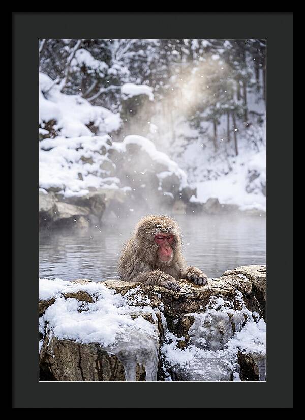 Asian Macaque In A Hot Spring