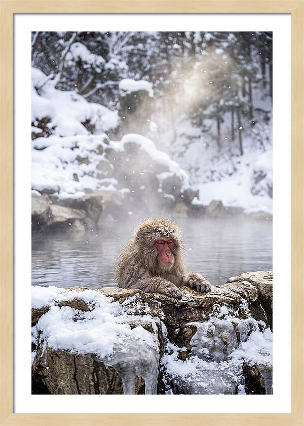 Asian Macaque In A Hot Spring
