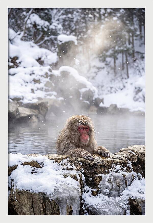 Asian Macaque In A Hot Spring