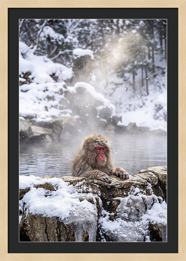 Asian Macaque In A Hot Spring