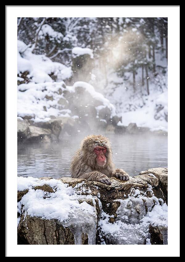 Asian Macaque In A Hot Spring
