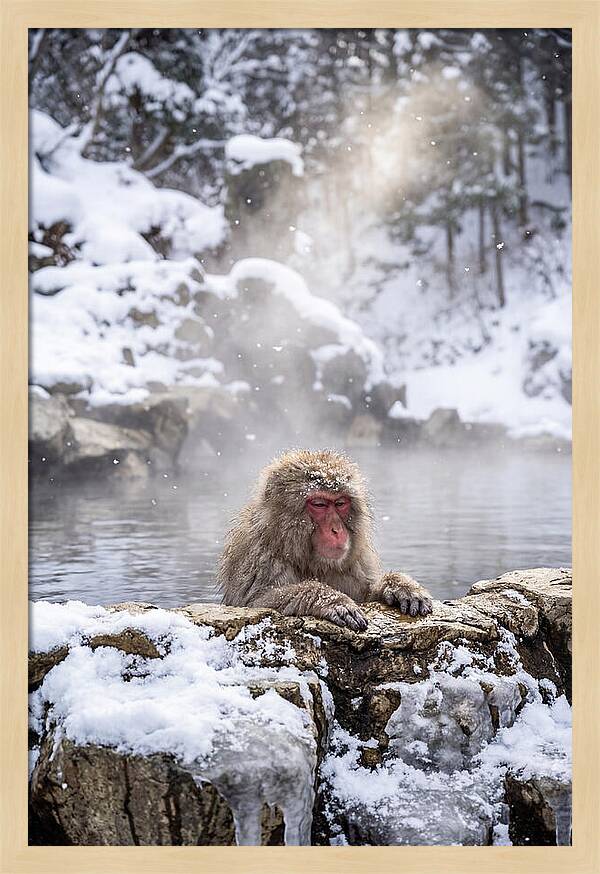 Asian Macaque In A Hot Spring