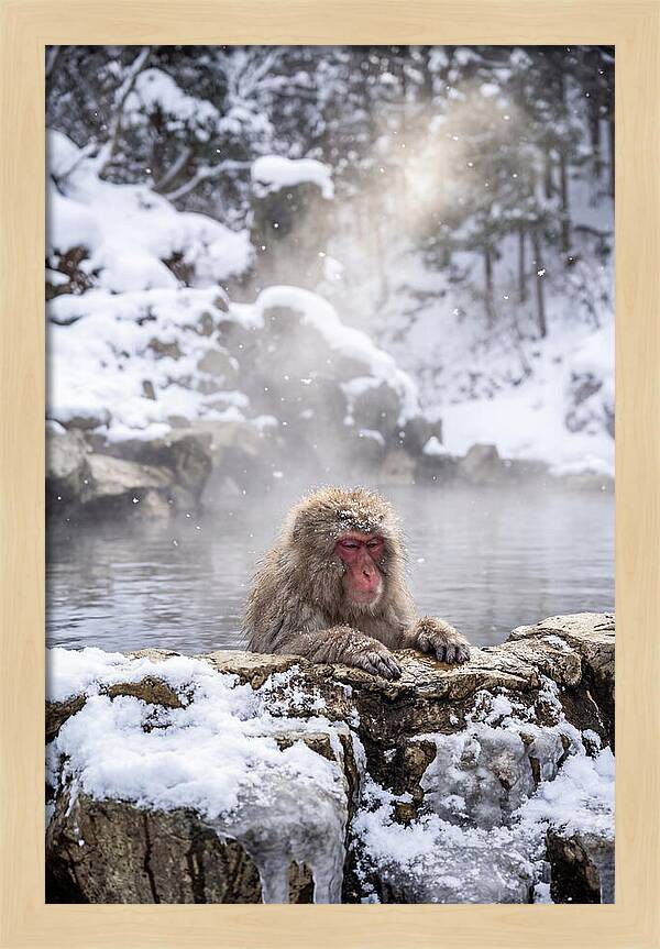 Asian Macaque In A Hot Spring
