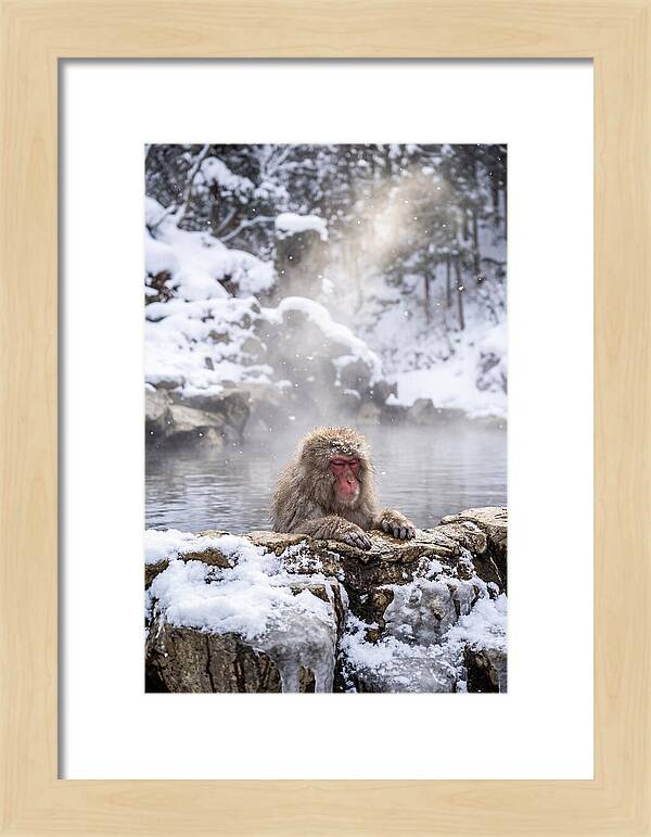 Asian Macaque In A Hot Spring