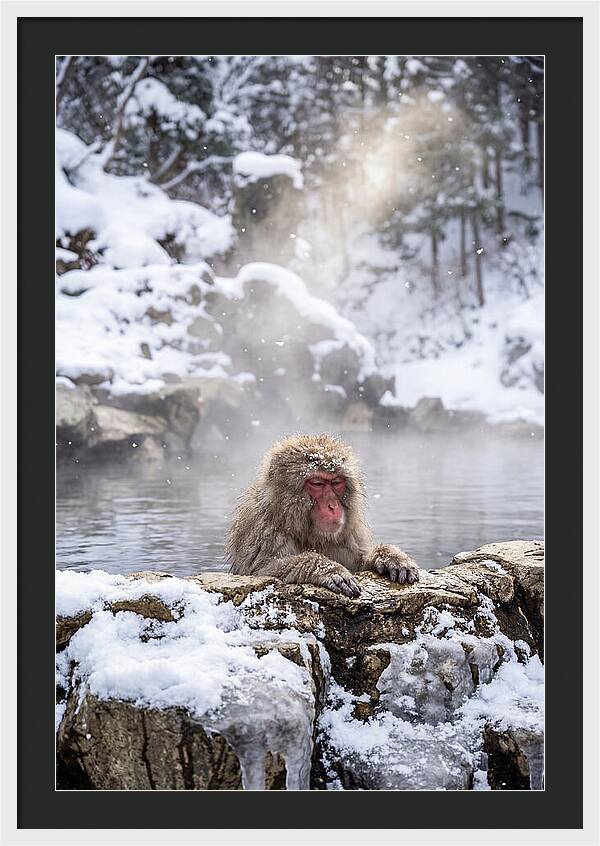 Asian Macaque In A Hot Spring