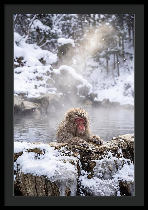 Asian Macaque In A Hot Spring