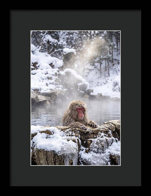Asian Macaque In A Hot Spring