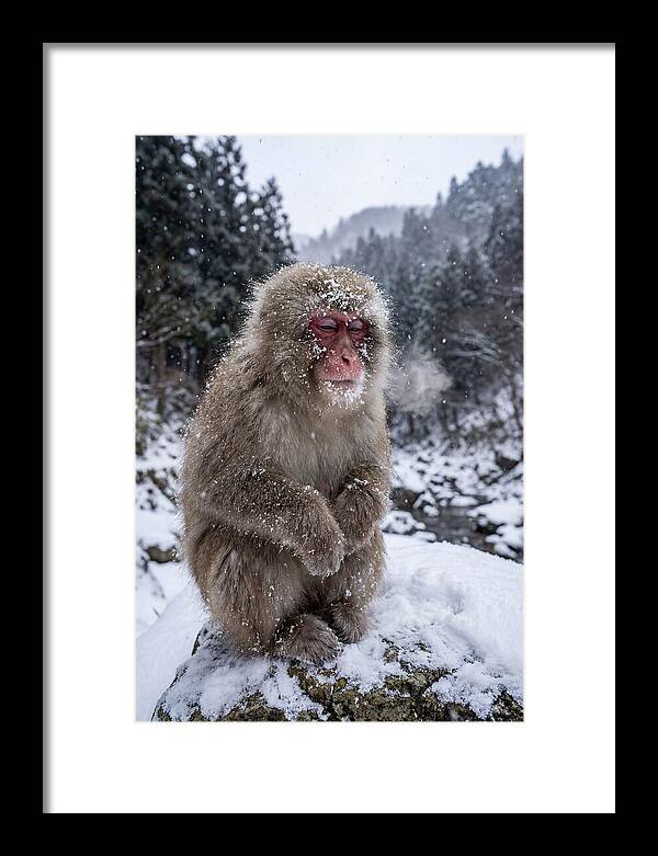 Asian Macaque In Winter Wonderland