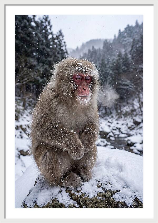 Asian Macaque In Winter Wonderland
