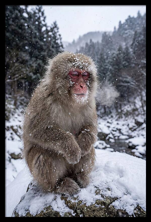 Asian Macaque In Winter Wonderland