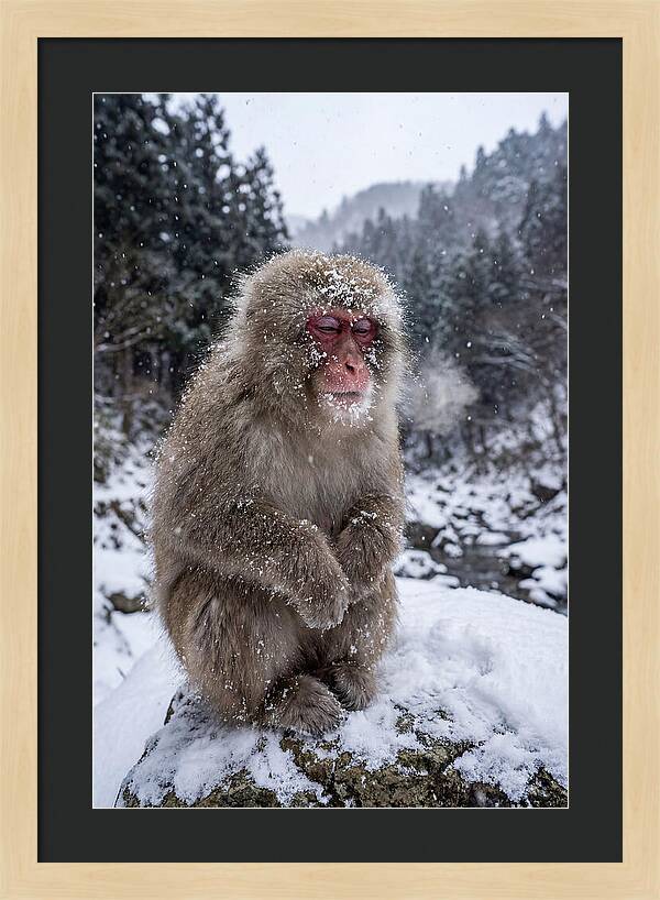 Asian Macaque In Winter Wonderland