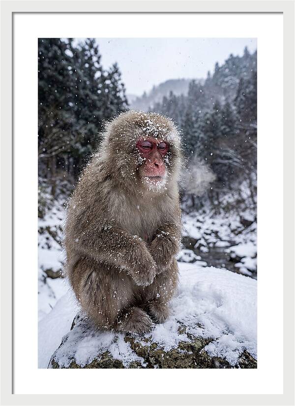 Asian Macaque In Winter Wonderland