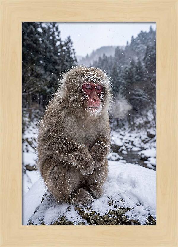 Asian Macaque In Winter Wonderland