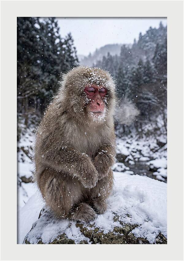 Asian Macaque In Winter Wonderland