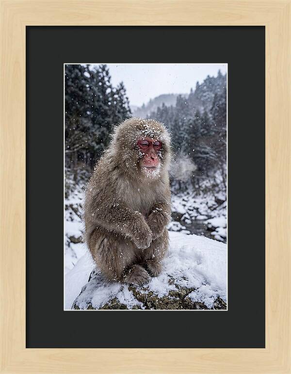 Asian Macaque In Winter Wonderland