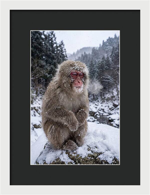 Asian Macaque In Winter Wonderland