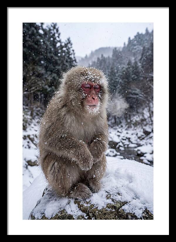 Asian Macaque In Winter Wonderland