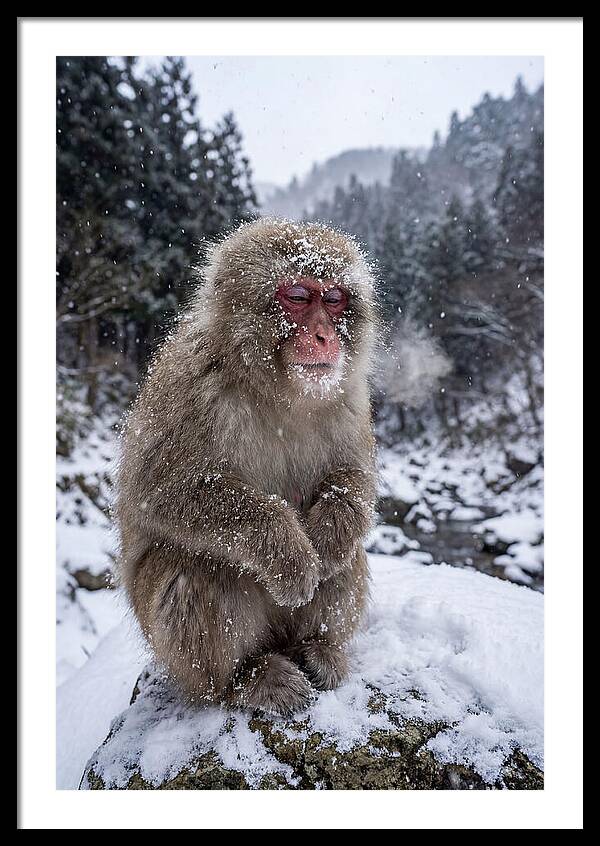 Asian Macaque In Winter Wonderland