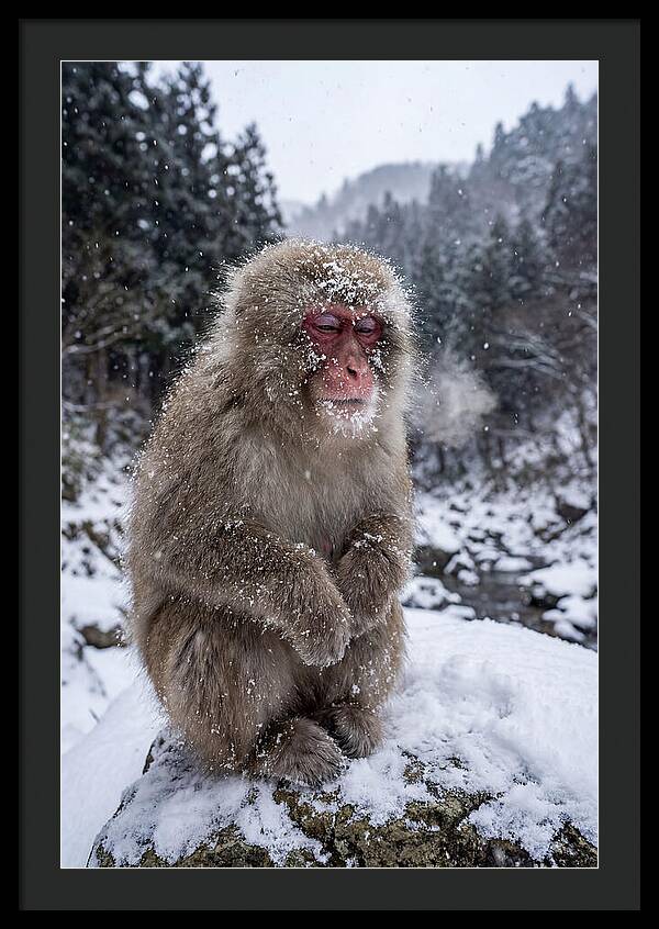 Asian Macaque In Winter Wonderland