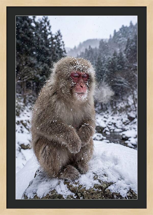 Asian Macaque In Winter Wonderland