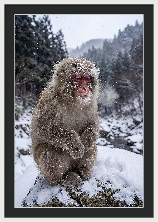 Asian Macaque In Winter Wonderland