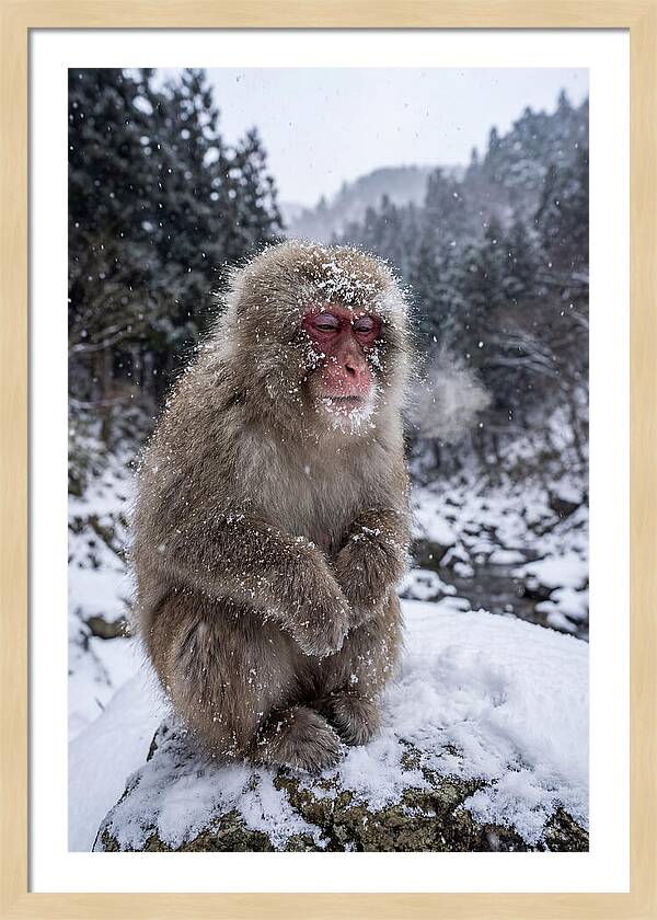 Asian Macaque In Winter Wonderland