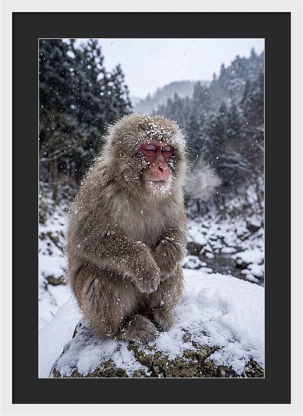 Asian Macaque In Winter Wonderland