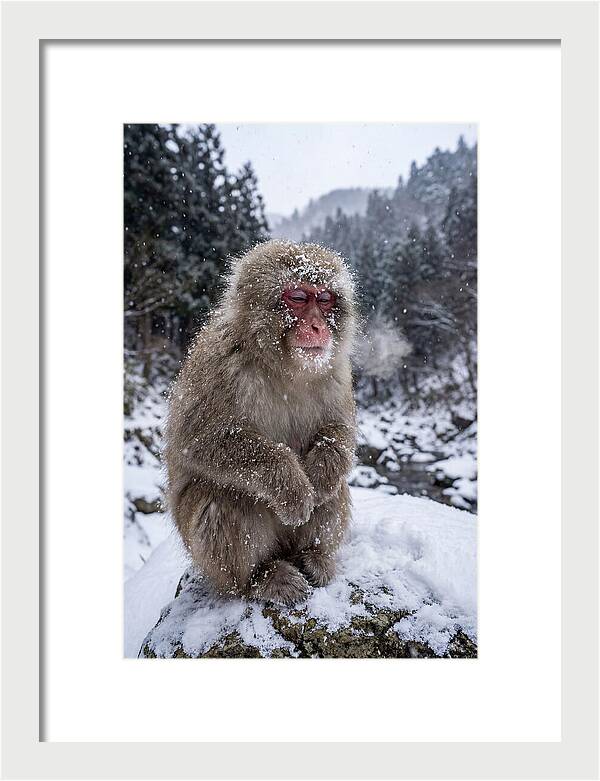 Asian Macaque In Winter Wonderland