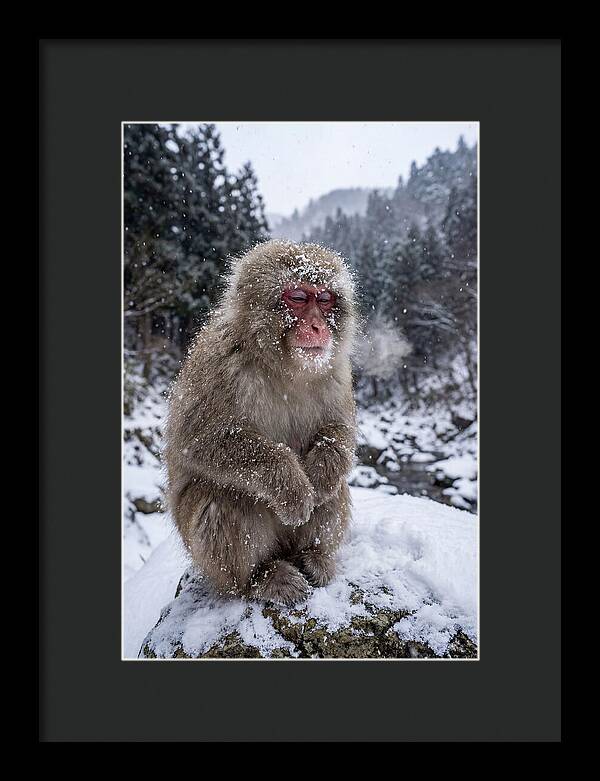 Asian Macaque In Winter Wonderland