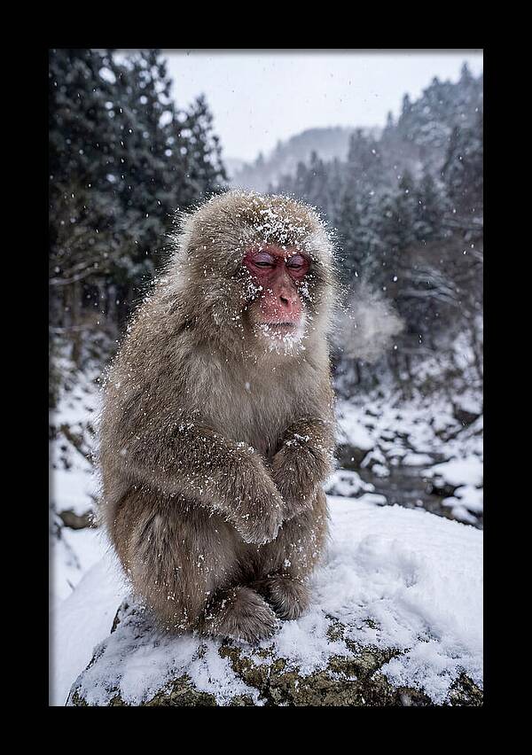 Asian Macaque In Winter Wonderland