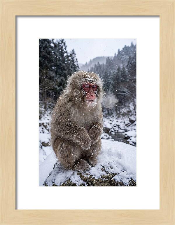 Asian Macaque In Winter Wonderland