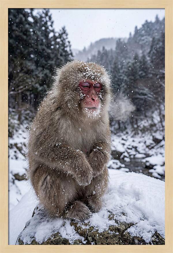 Asian Macaque In Winter Wonderland