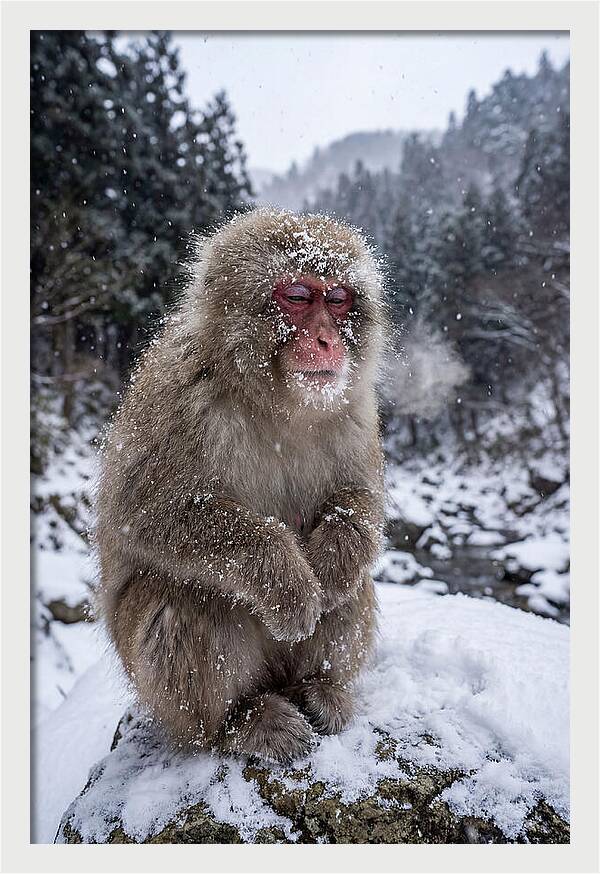 Asian Macaque In Winter Wonderland