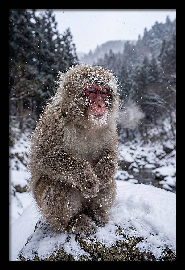 Asian Macaque In Winter Wonderland