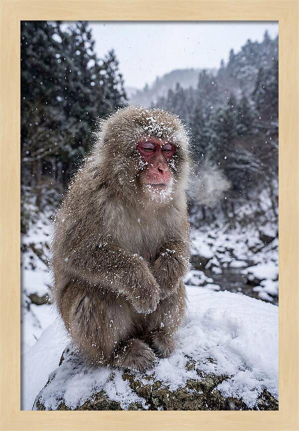 Asian Macaque In Winter Wonderland
