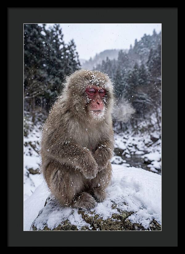 Asian Macaque In Winter Wonderland