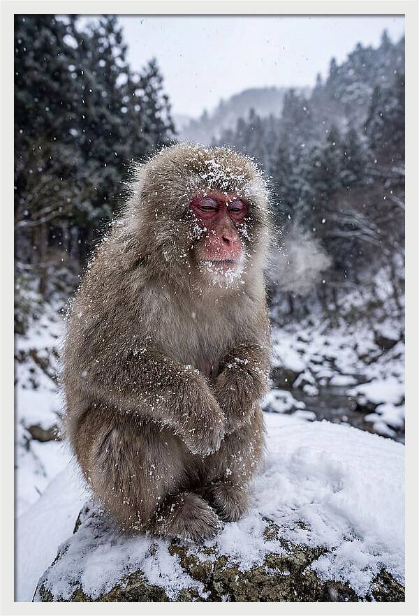 Asian Macaque In Winter Wonderland