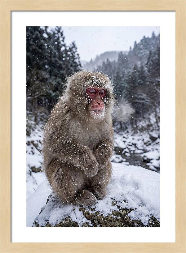 Asian Macaque In Winter Wonderland