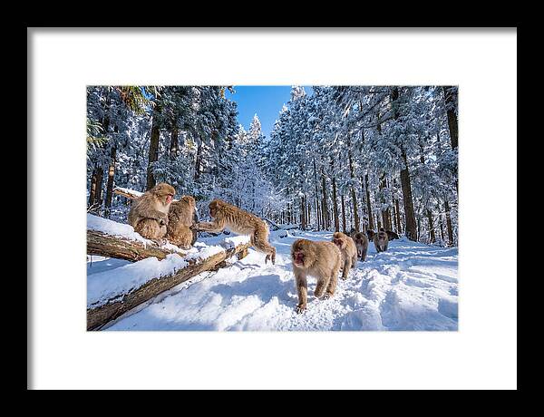 Asian Macaques In Winter Wonderland
