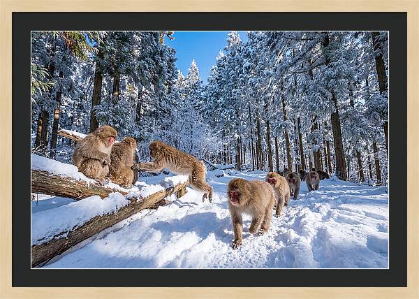 Asian Macaques In Winter Wonderland