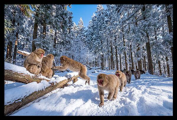 Asian Macaques In Winter Wonderland