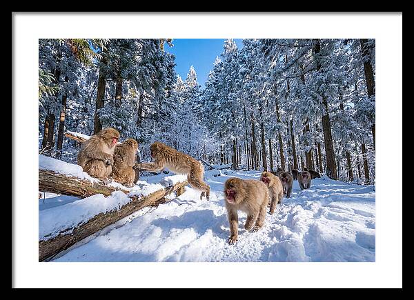Asian Macaques In Winter Wonderland